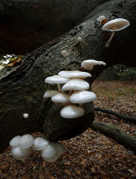 Mature porcelain caps on beech in the New Forest, UK.